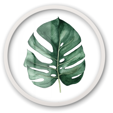 Monstera