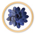 kwiat zlota_Easy-Resize.com